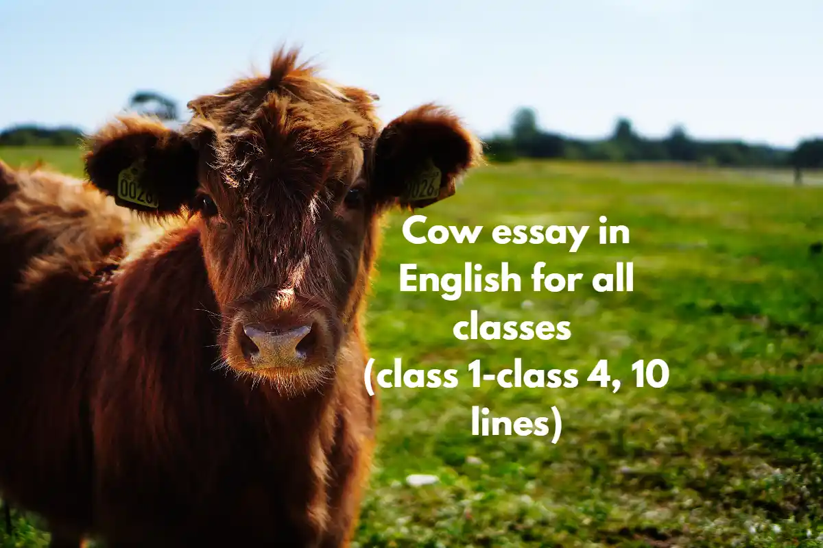 Cow essay in English
