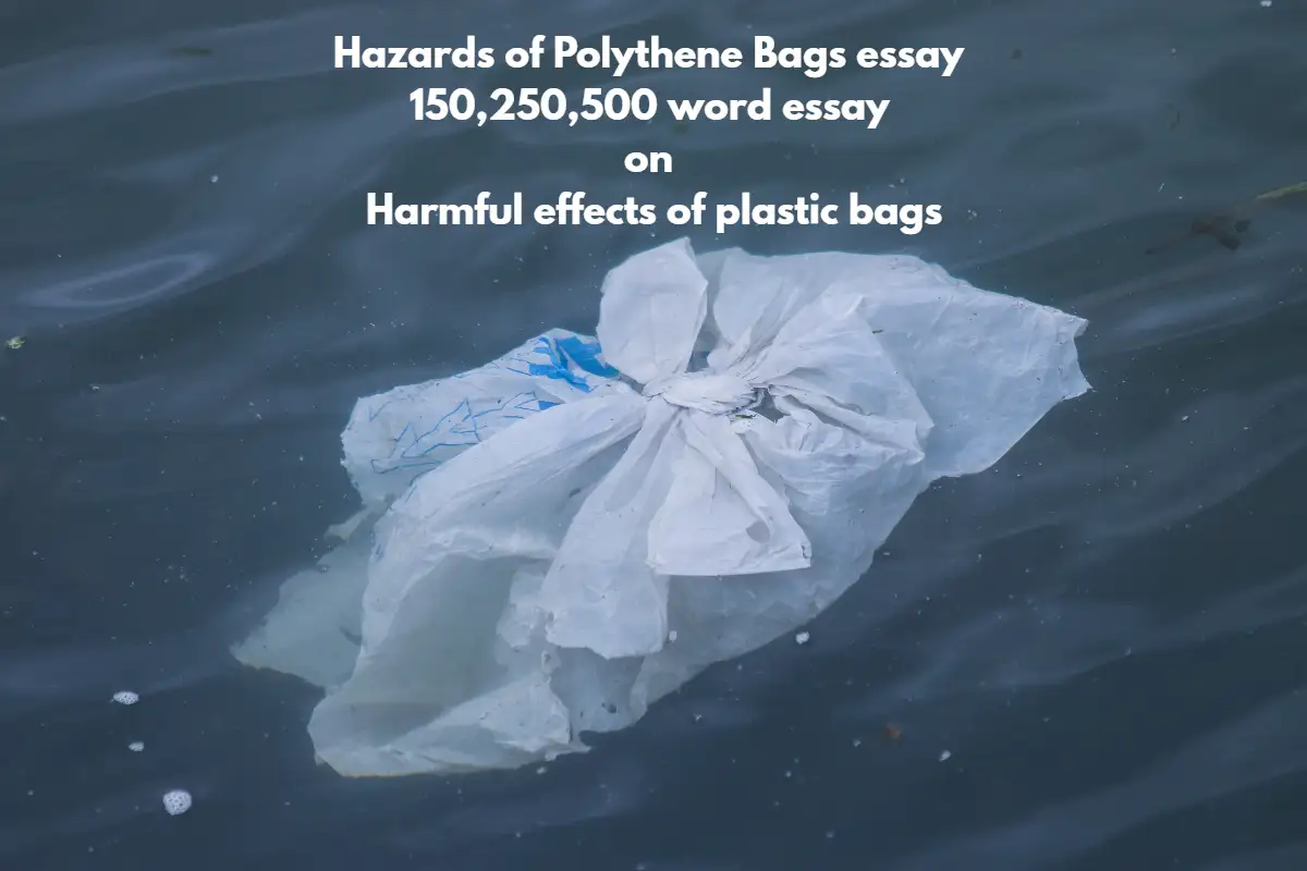 Hazards of Polythene Bags essay